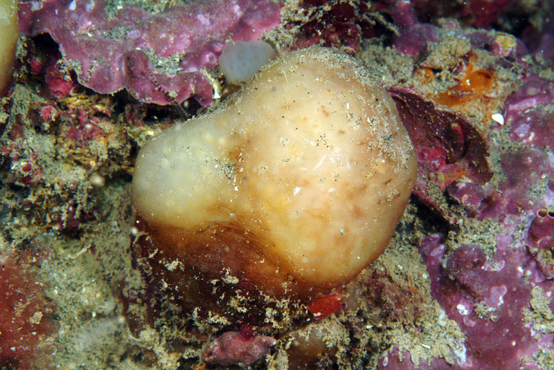 Aplidium sp.